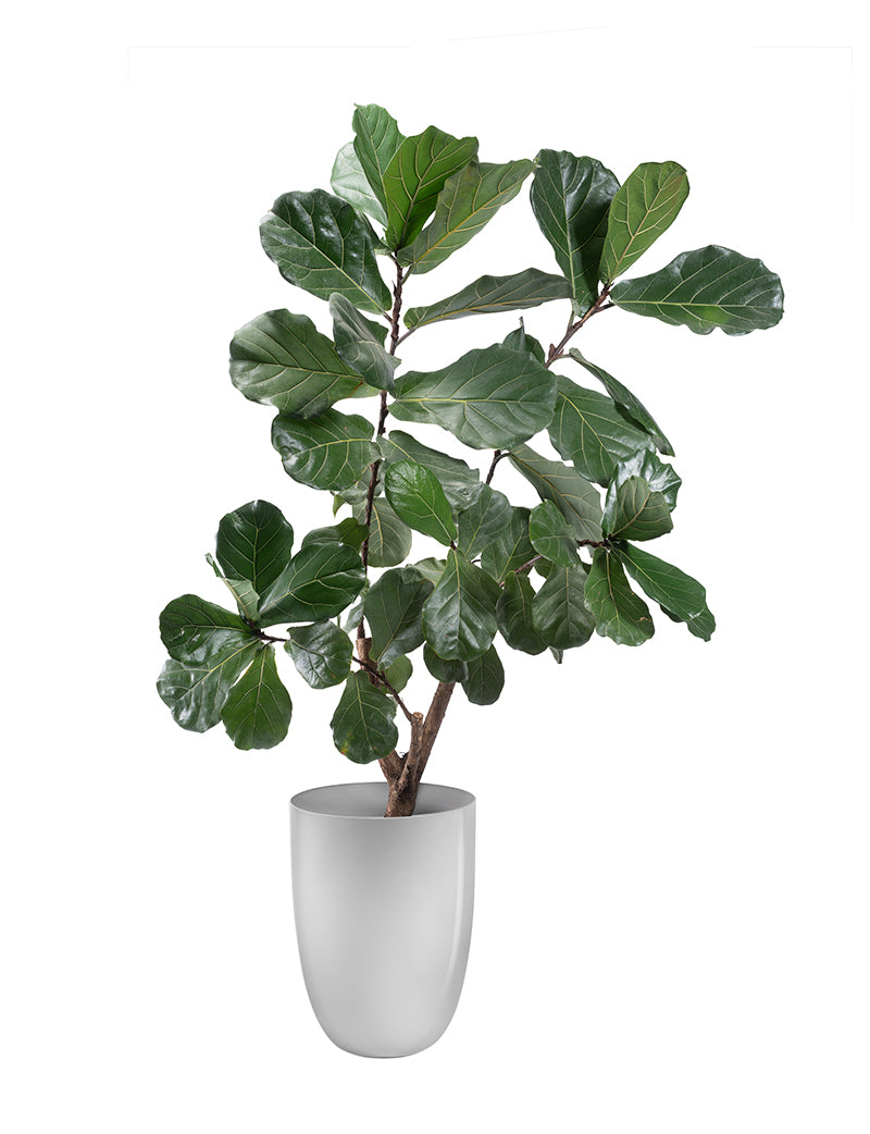 APOLLO PLANTER ACCV025-G