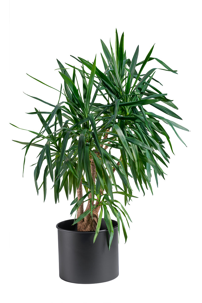 ZEUS PLANTER ACCV024-G