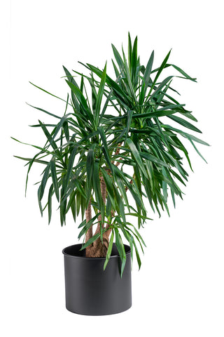 ZEUS PLANTER ACCV024-G